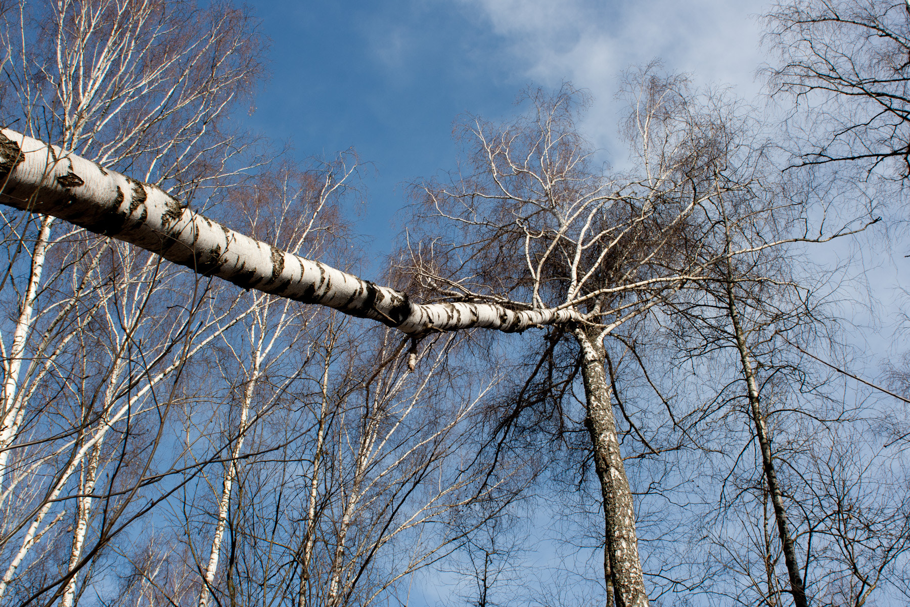 Canon EF 28mm F1.8 USM sample photo. Don't let me fall down photography