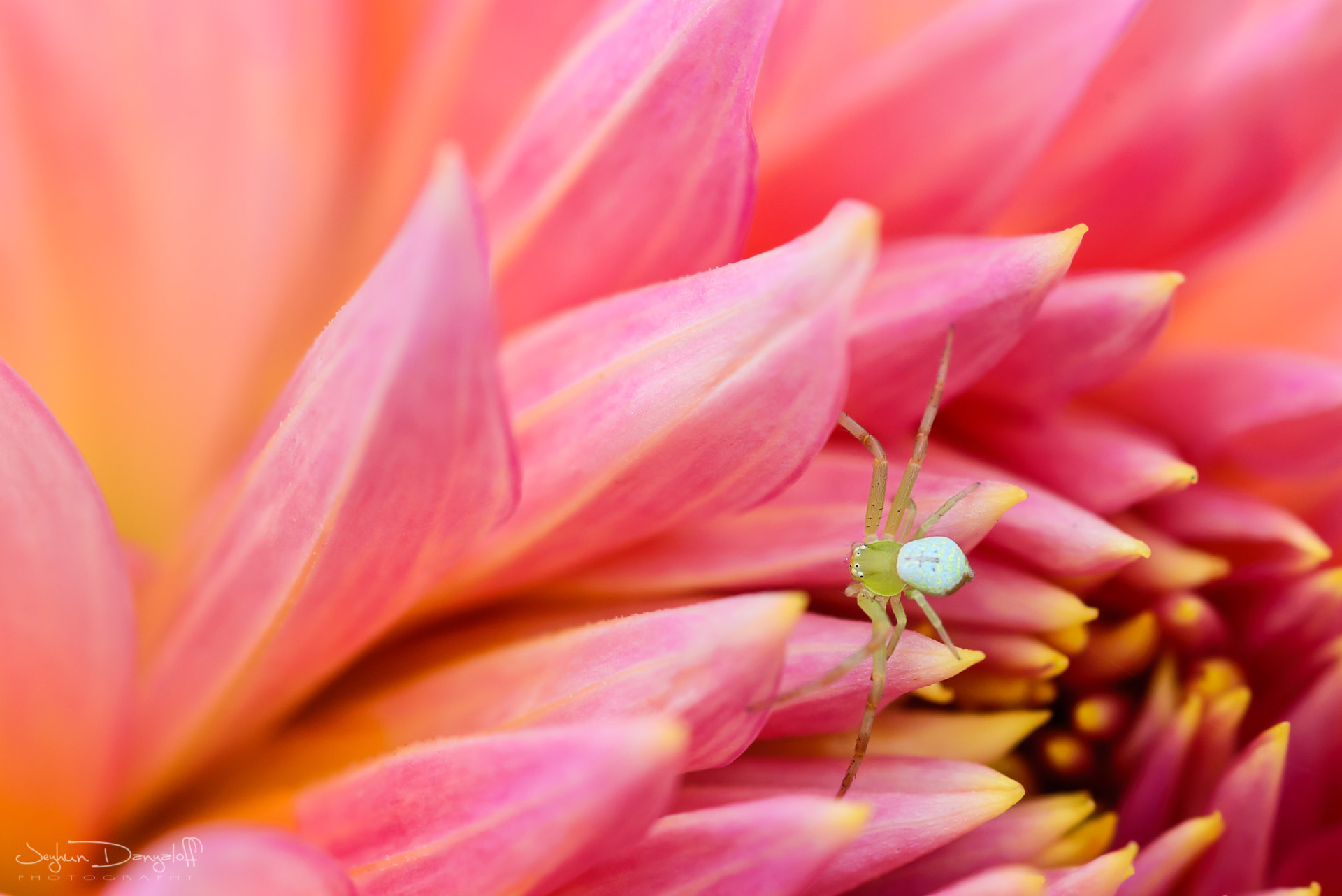 Tokina AT-X Pro 100mm F2.8 Macro sample photo. Green photography