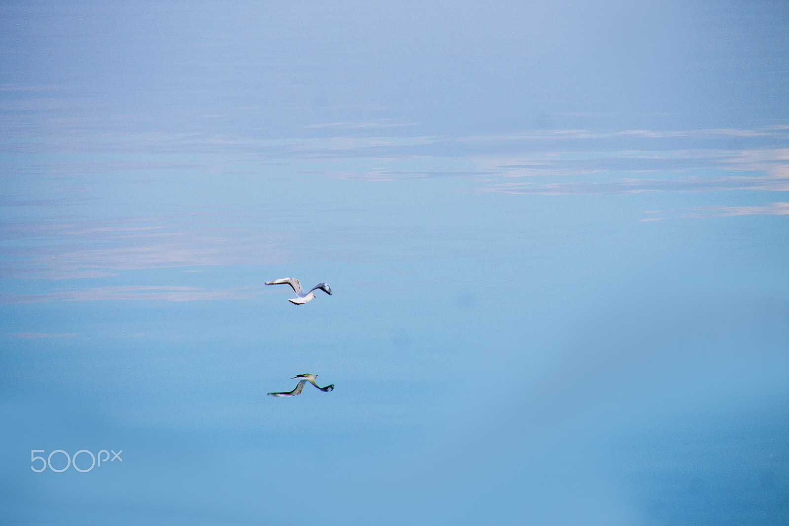 Sigma 18-200mm f/3.5-6.3 DC OS sample photo. Lovely seagul photography