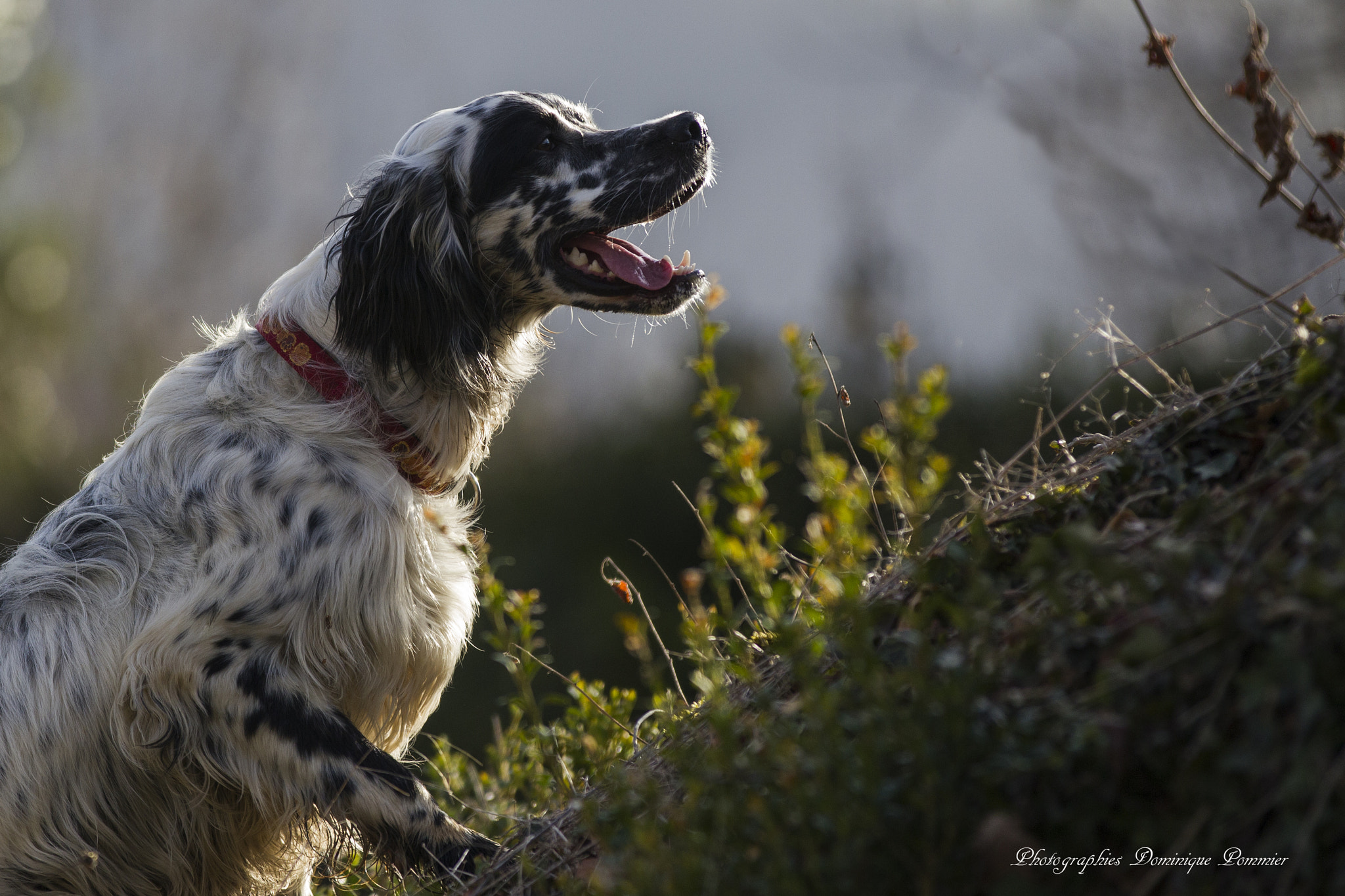 Canon EF 70-200mm F2.8L IS II USM sample photo. Truffe au vent photography