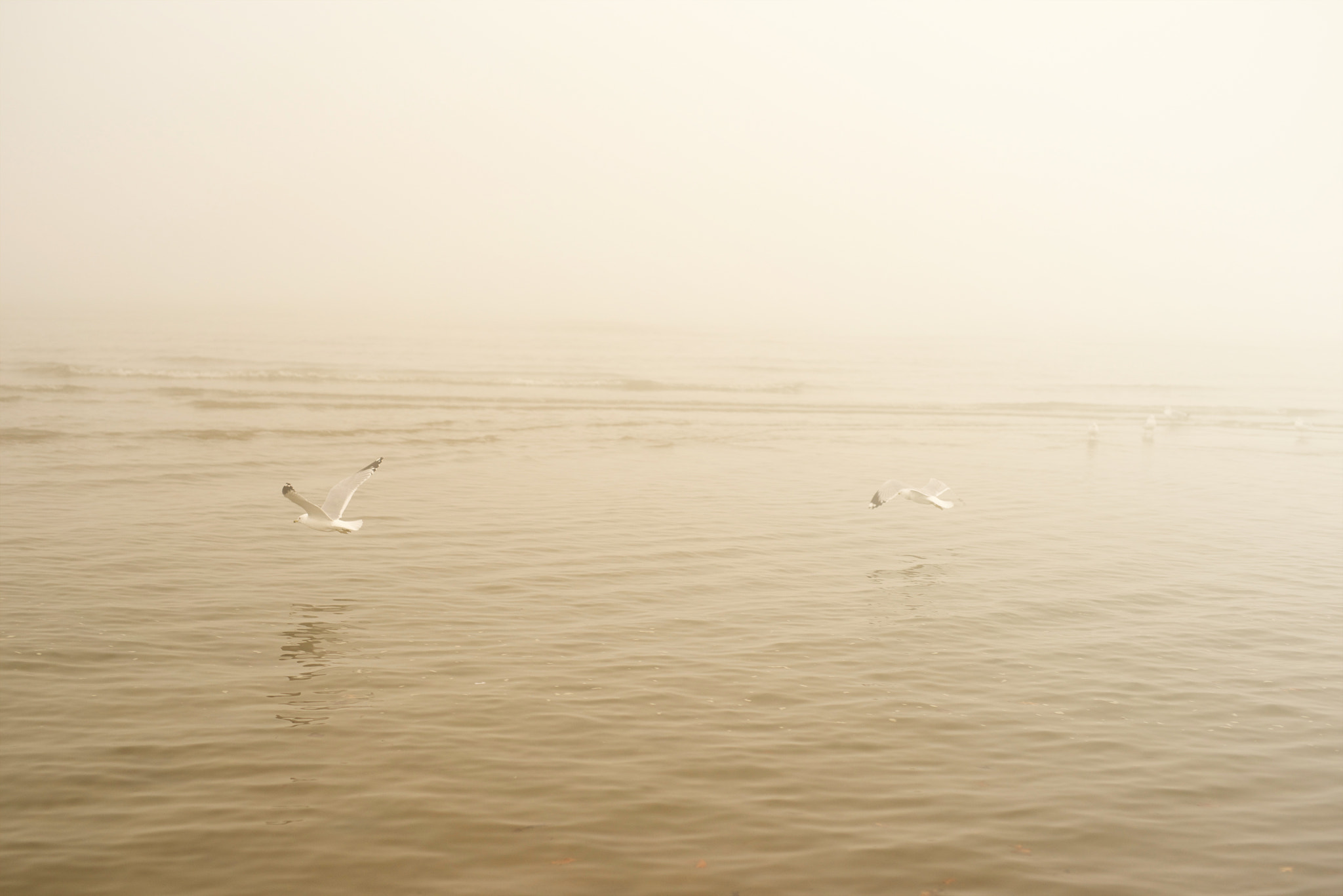 Nikon D810 + Sigma 50mm F1.4 DG HSM Art sample photo. Seagullfogxviii photography