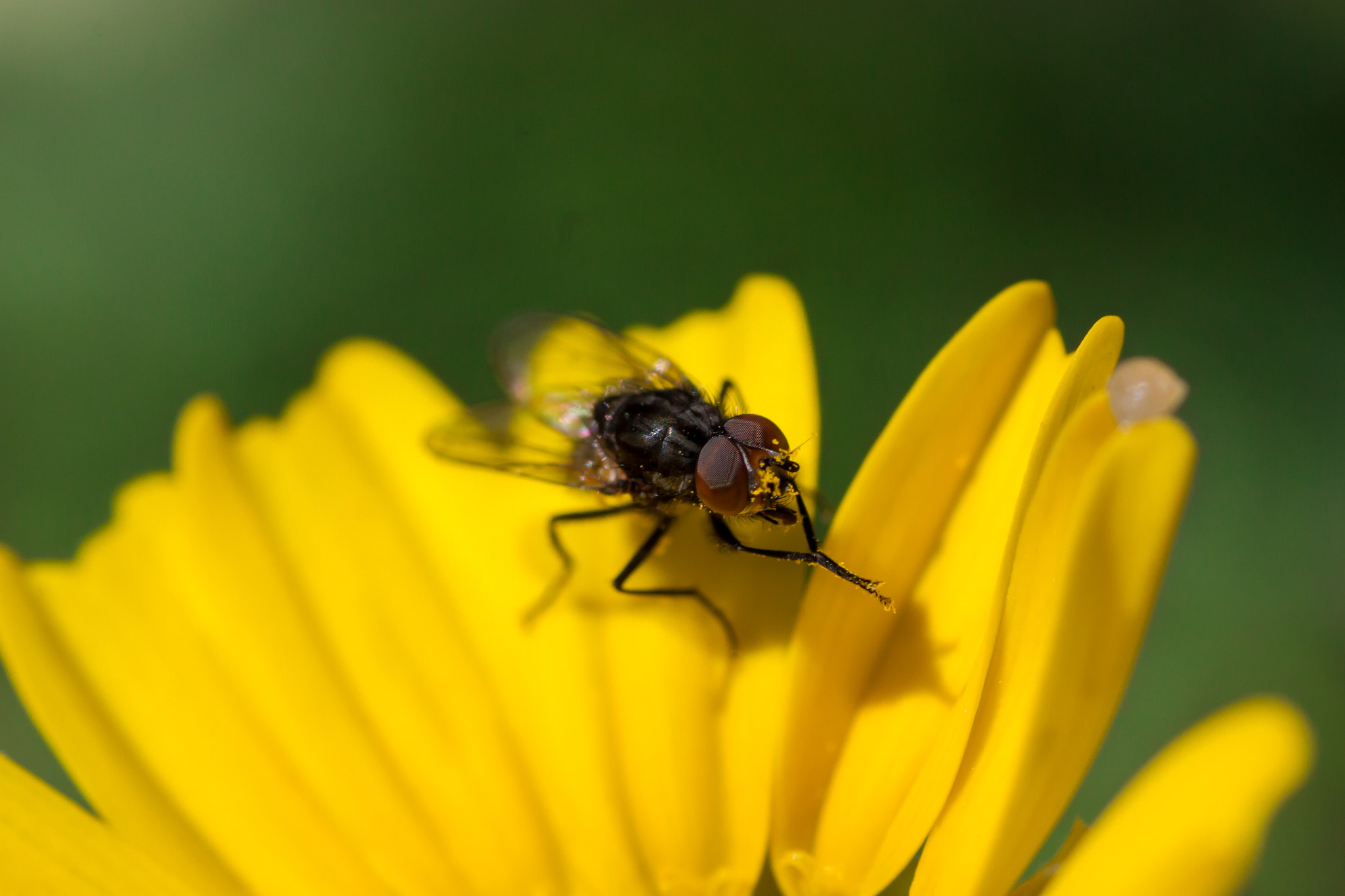 Canon EOS 7D + Tamron SP AF 90mm F2.8 Di Macro sample photo. Fruit fly photography