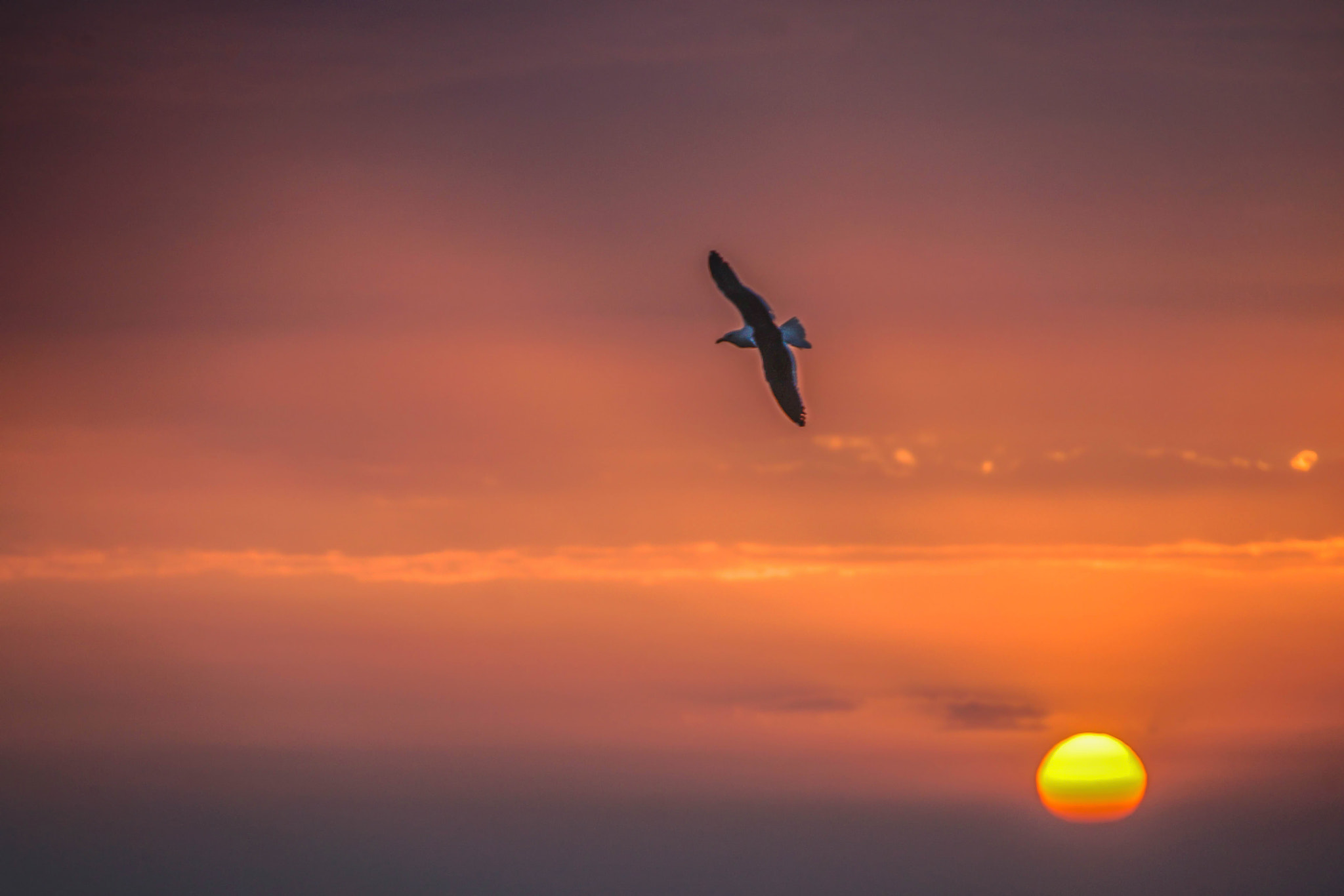 Sony DT 18-250mm F3.5-6.3 sample photo. Fly high photography