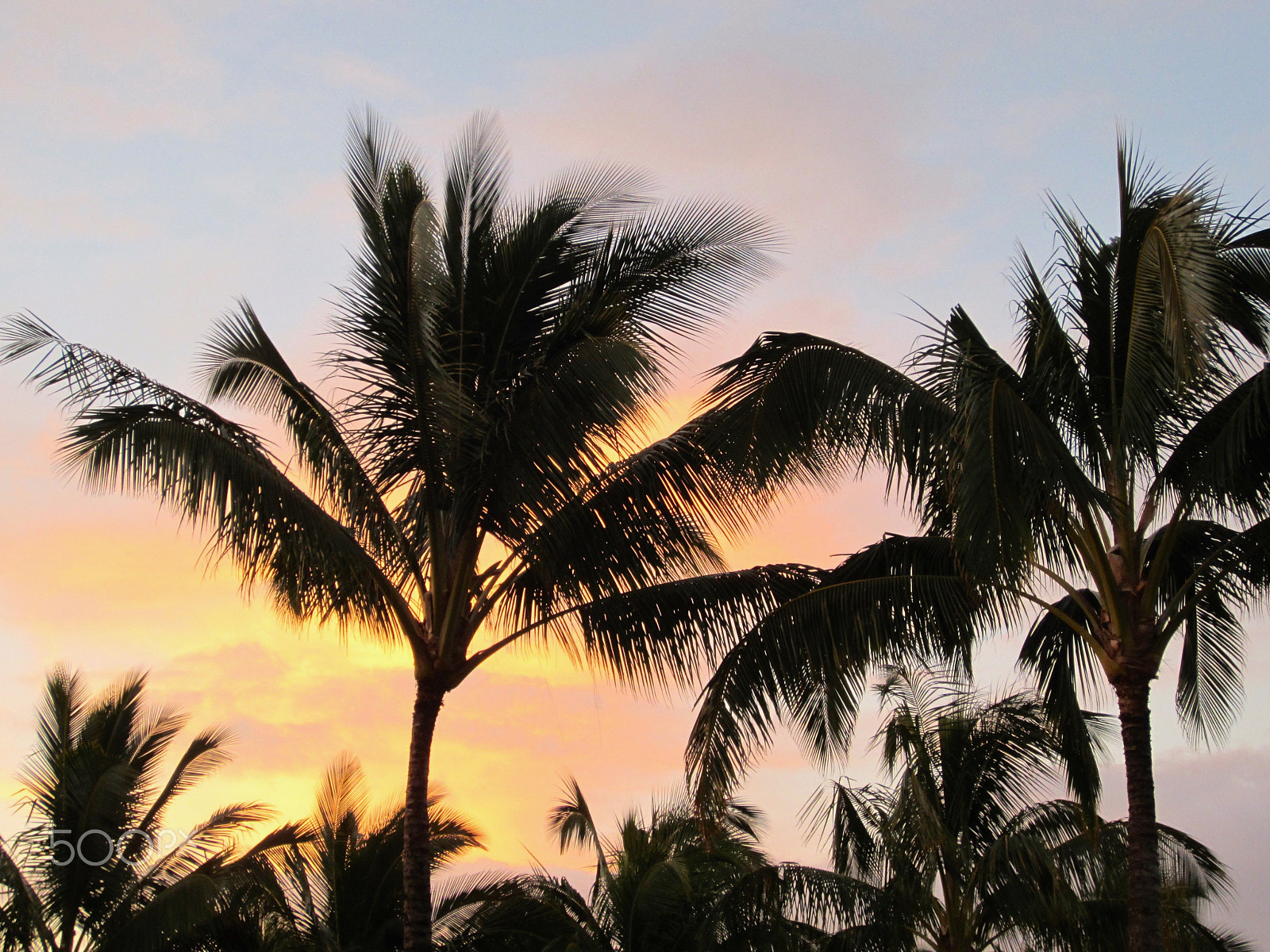 Canon PowerShot ELPH 300 HS (IXUS 220 HS / IXY 410F) sample photo. Palm tree sunset photography