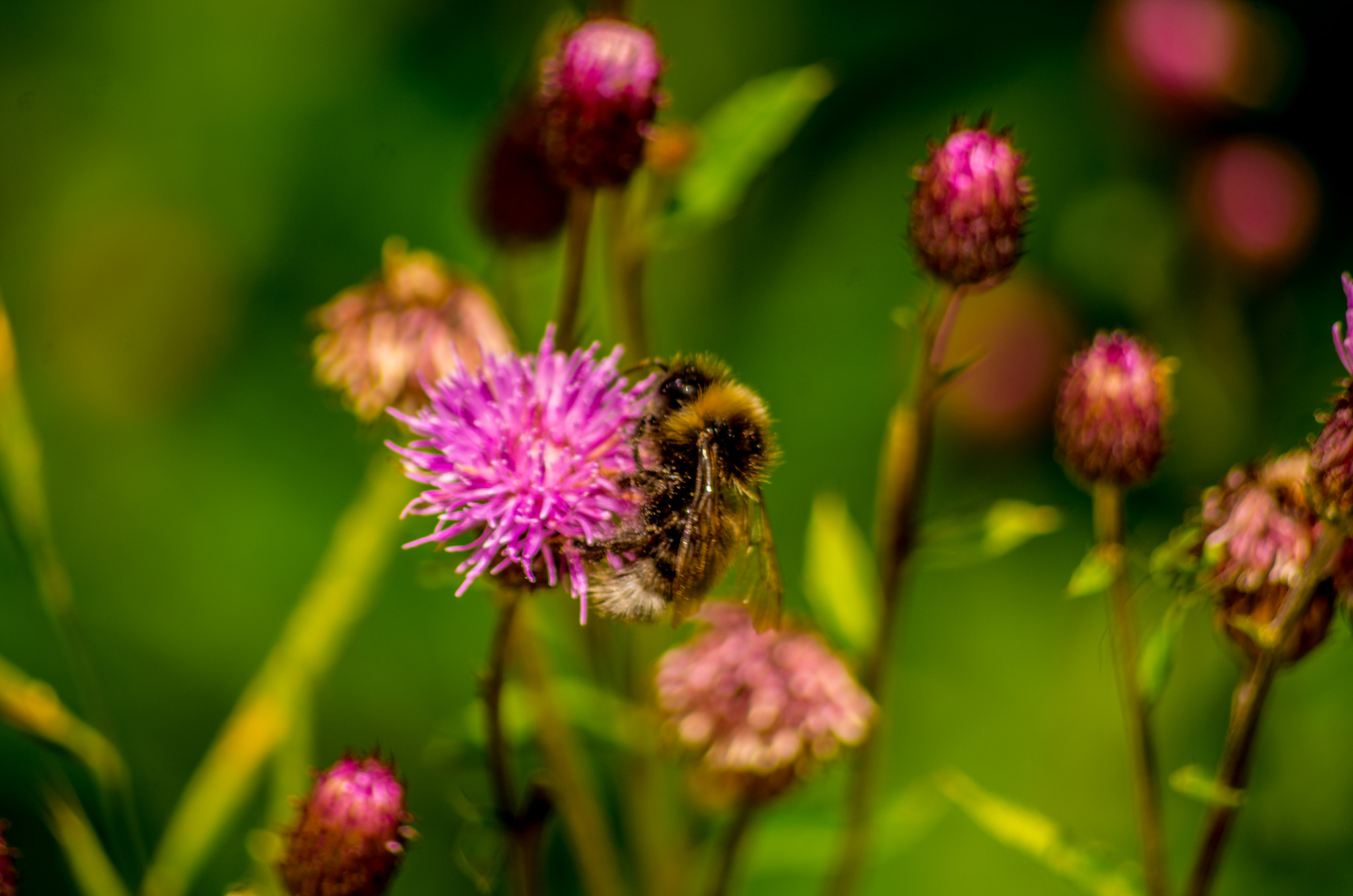 Pentax K-5 + Pentax smc DA 55-300mm F4.0-5.8 ED sample photo. Bumble-bee photography