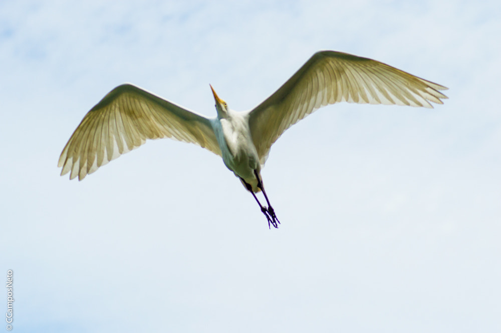 Nikon D3200 sample photo. Freedom photography