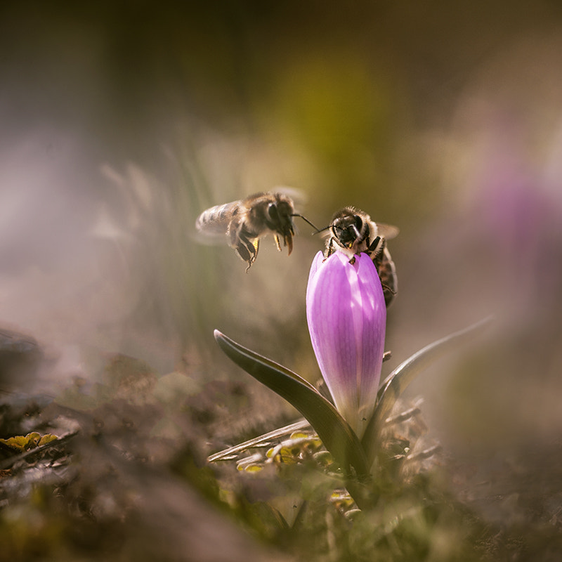 Sigma 150mm F2.8 EX DG Macro HSM sample photo. ...очередь за нектаром... photography