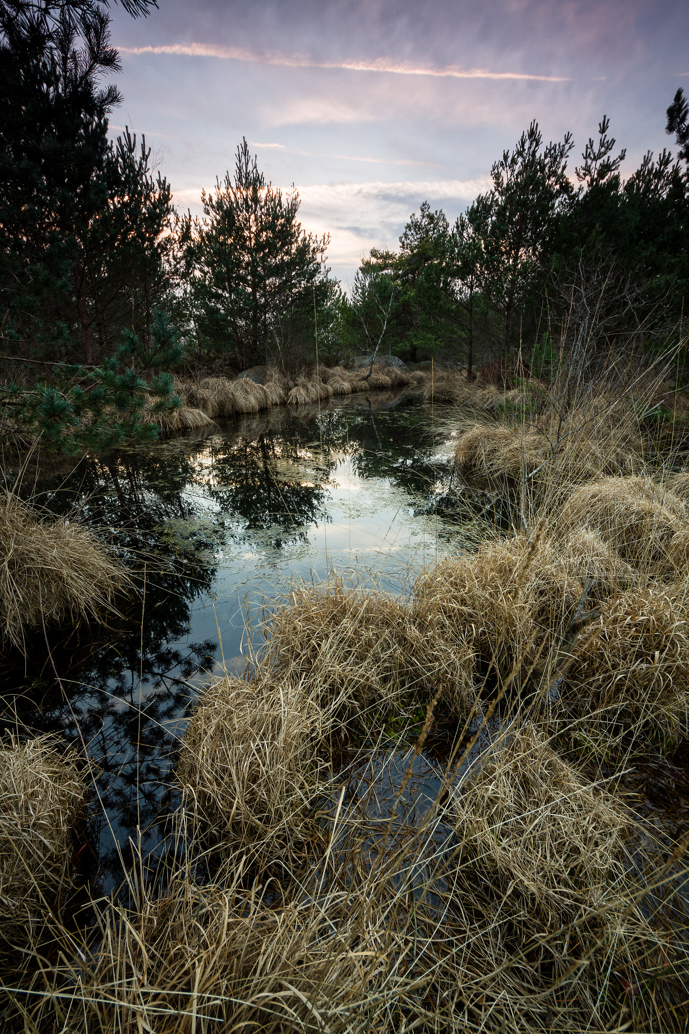 Sigma 8-16mm F4.5-5.6 DC HSM sample photo. Mare aux sangliers photography