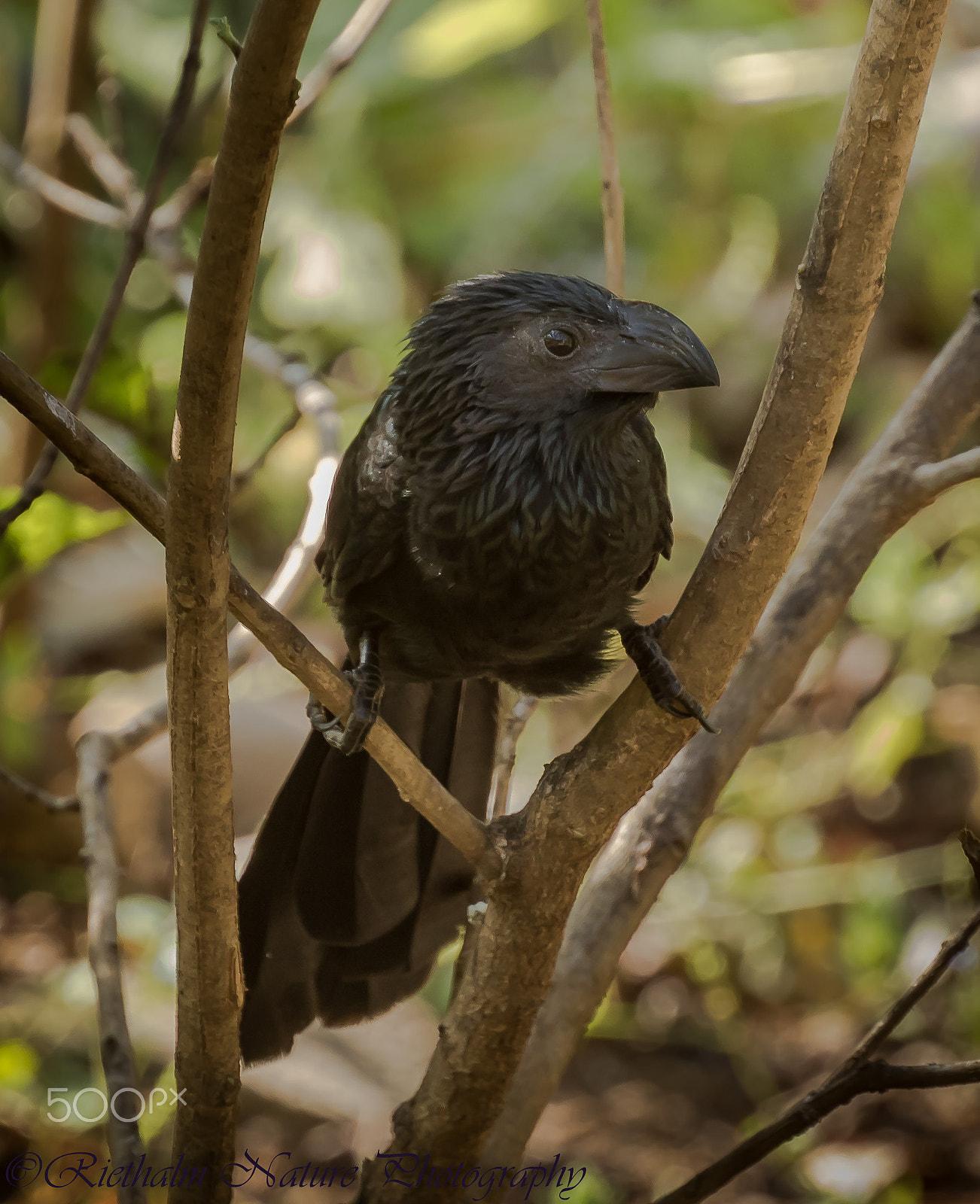 Canon EF 70-200mm F4L USM sample photo. Groove-billed ani photography
