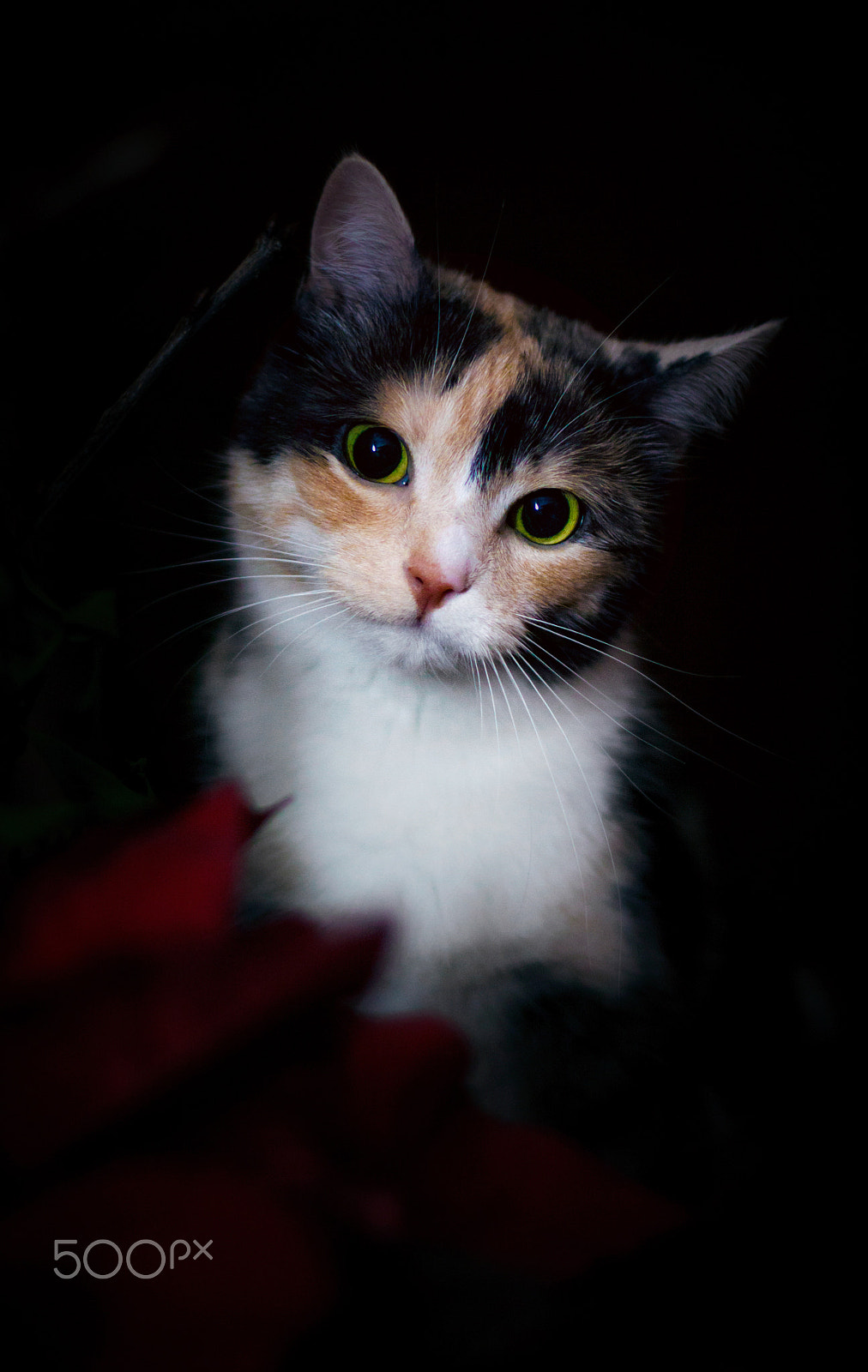 Canon EOS 50D sample photo. Cat photography