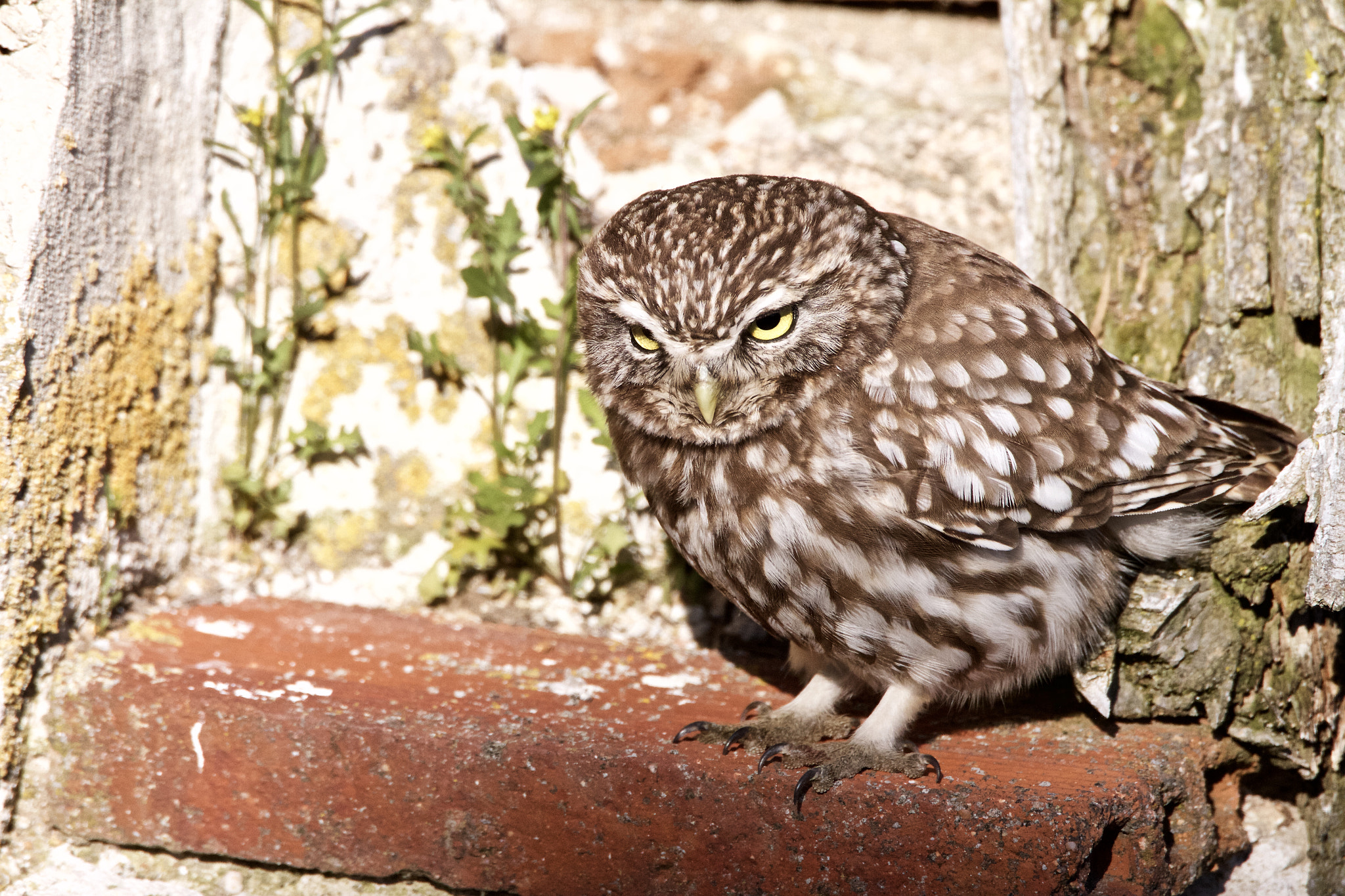 Canon EF 500mm F4L IS USM sample photo. The little owl photography
