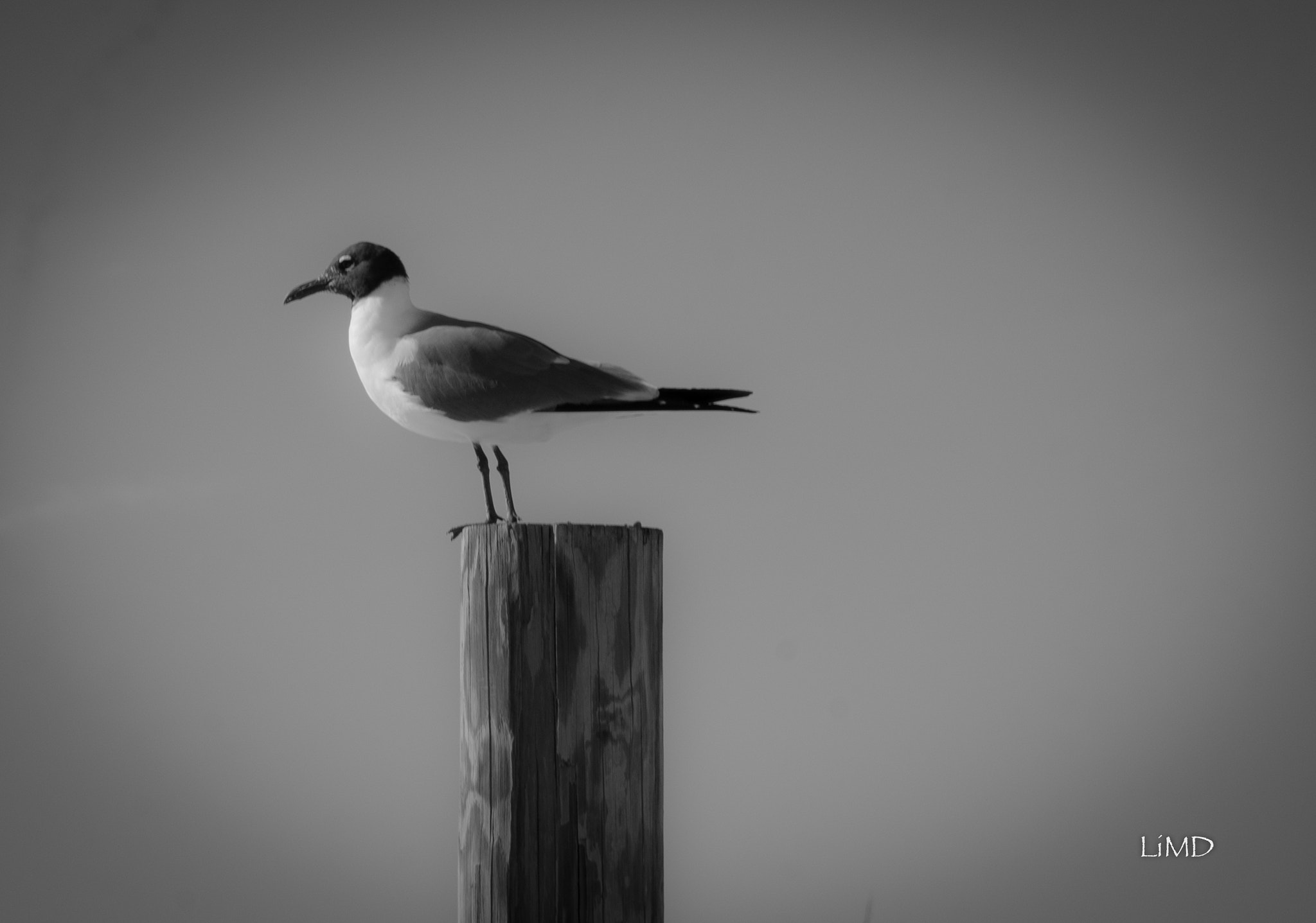 Nikon D600 sample photo. Bay bird photography