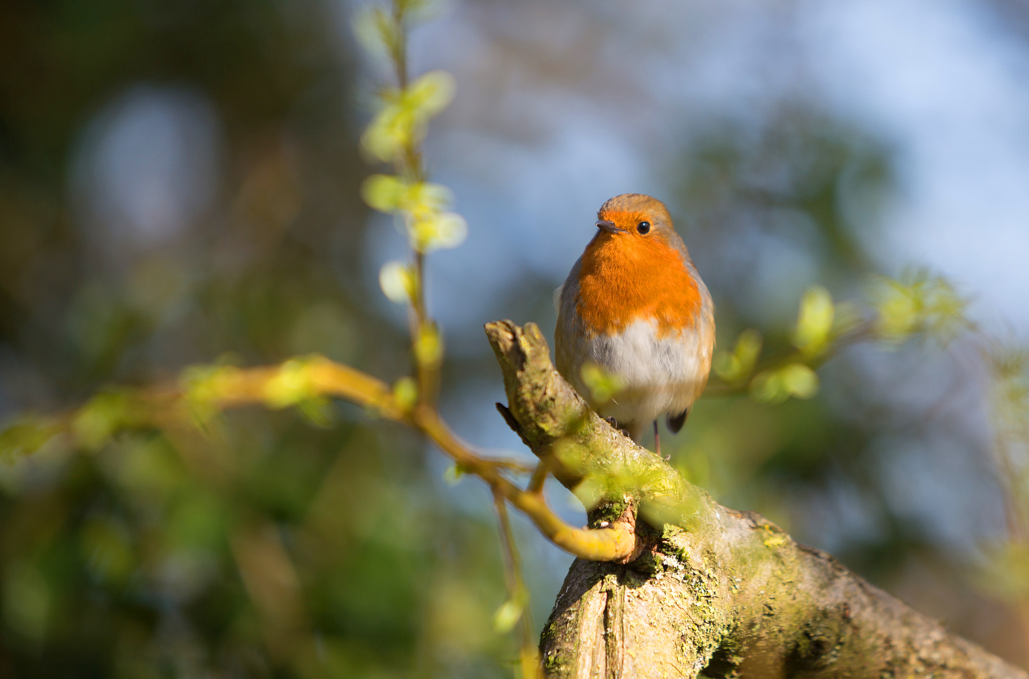 Canon EF 70-200mm F2.8L IS USM sample photo. Rocking robin photography