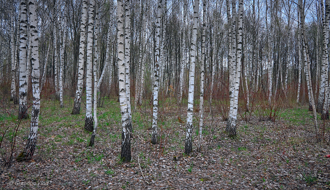 Canon EOS 1100D (EOS Rebel T3 / EOS Kiss X50) sample photo. April, spring, birches... photography