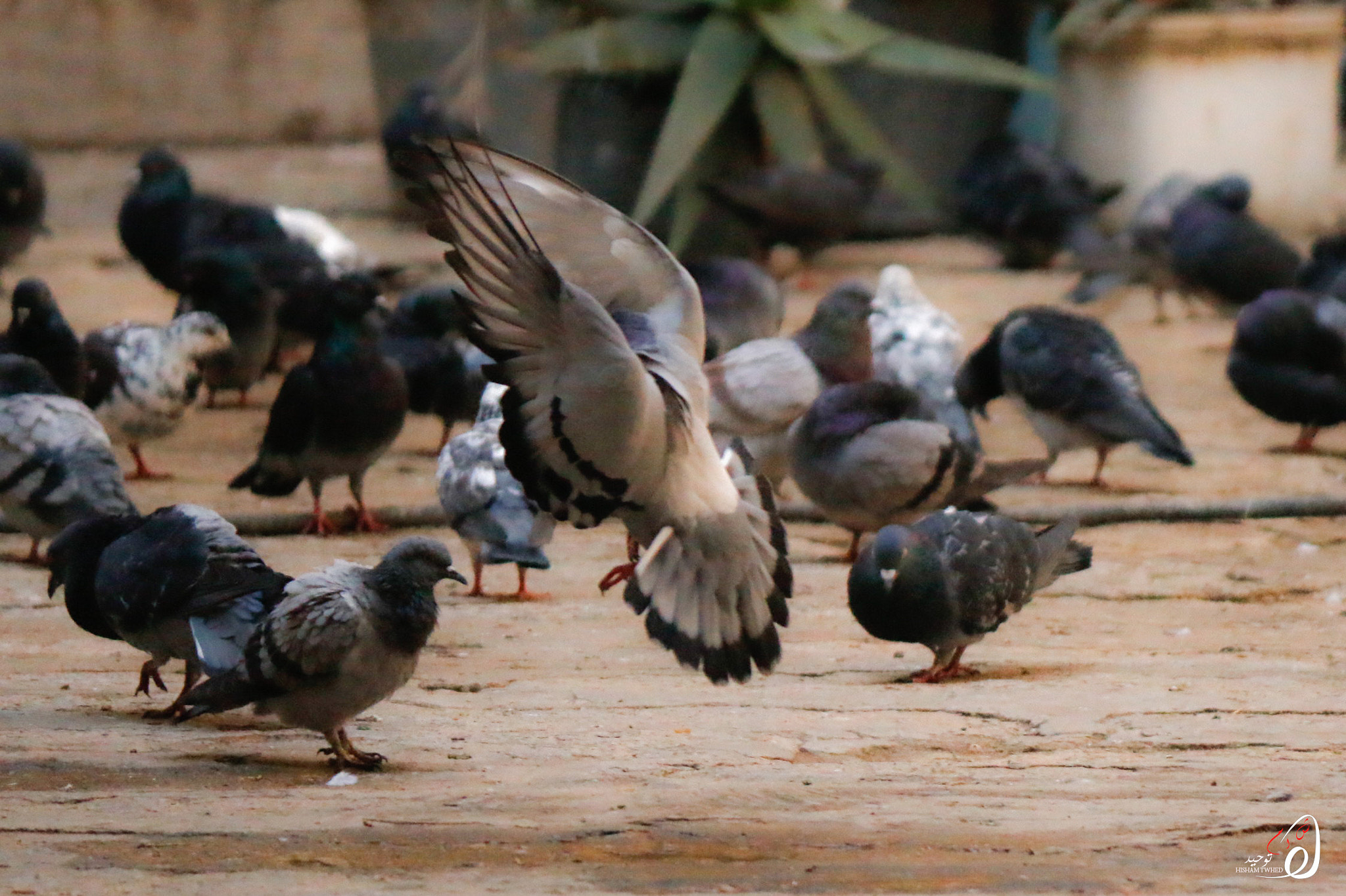 Canon EF-S 55-250mm F4-5.6 IS II sample photo. Ht () photography