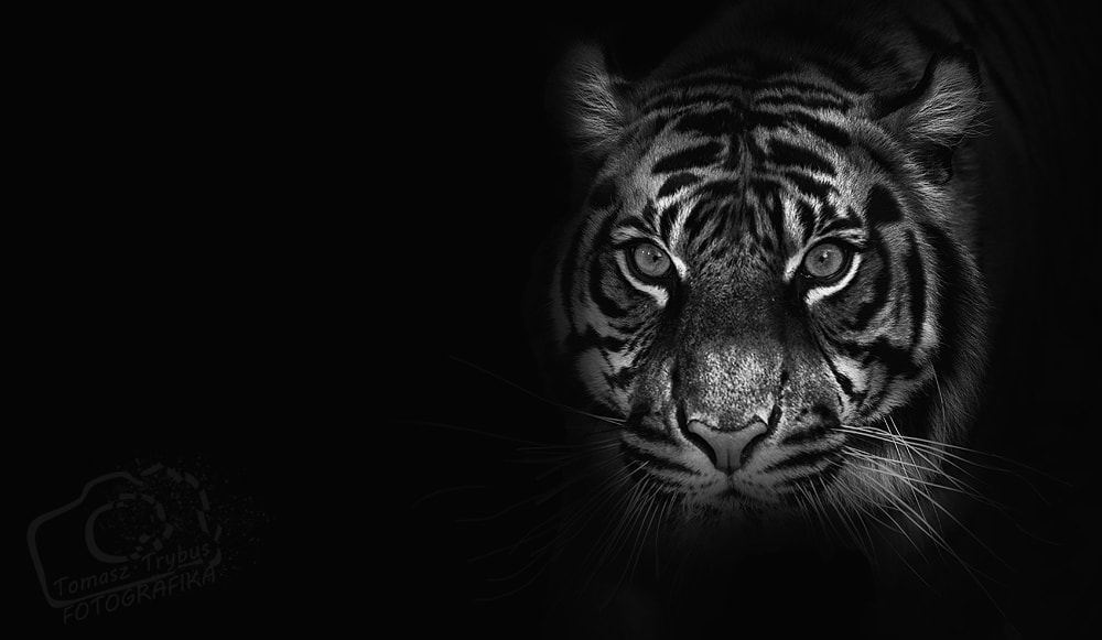 Sigma 70-200mm F2.8 EX DG Macro HSM II sample photo. Close up on  tiger, black background, black and white photography