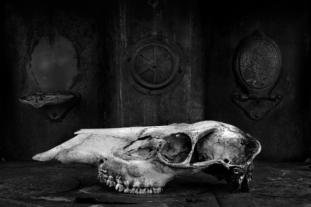 Canon EOS 5D + Canon EF 50mm F1.4 USM sample photo. Skull on stove (obscure image 14 of 31) photography