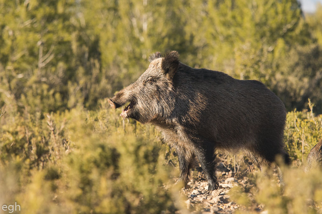 Canon EF 70-200mm F4L IS USM sample photo. Mirando hacia el atardecer photography