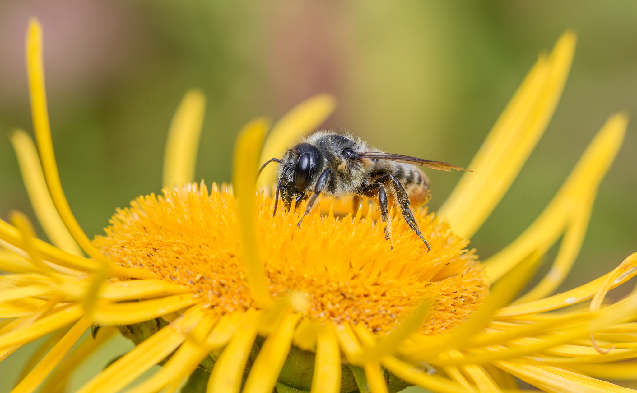 Canon EF 100mm F2.8 Macro USM sample photo. Megachile versiclor photography