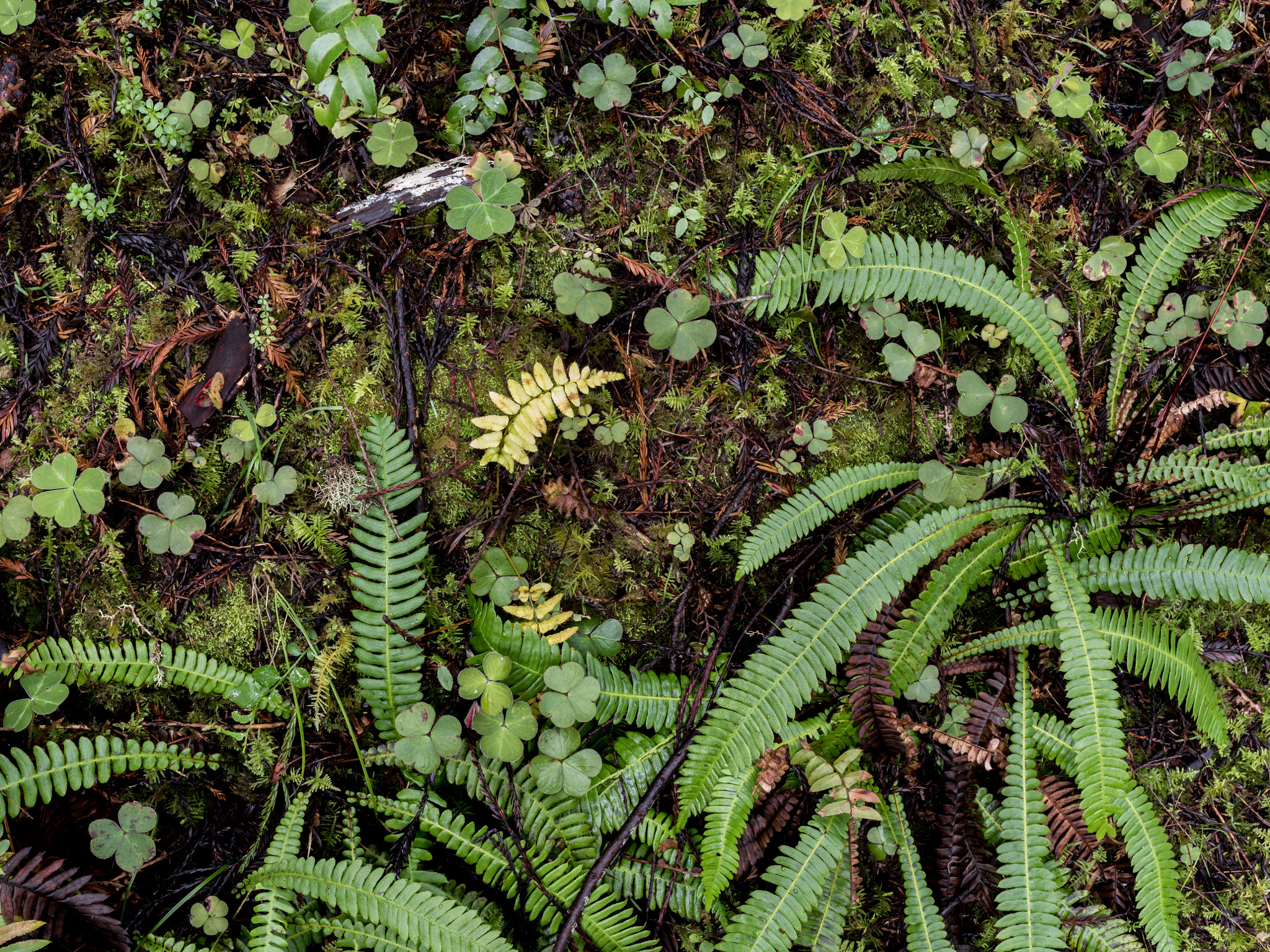 Pentax smc D FA 645 55mm F2.8 AL (IF) SDM AW sample photo. Redwood sorrel & sword ferns, hatton trail photography