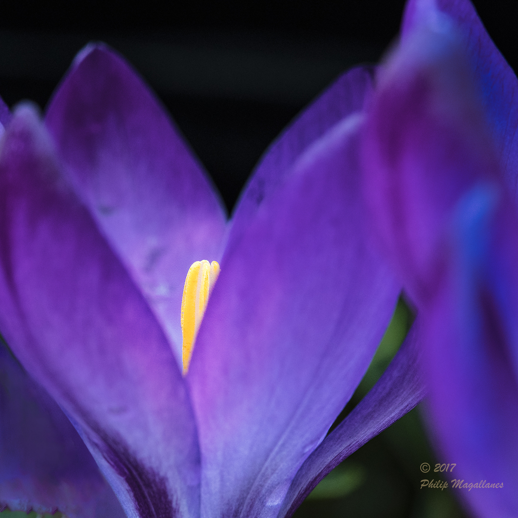 Nikon D500 sample photo. Crocus close photography