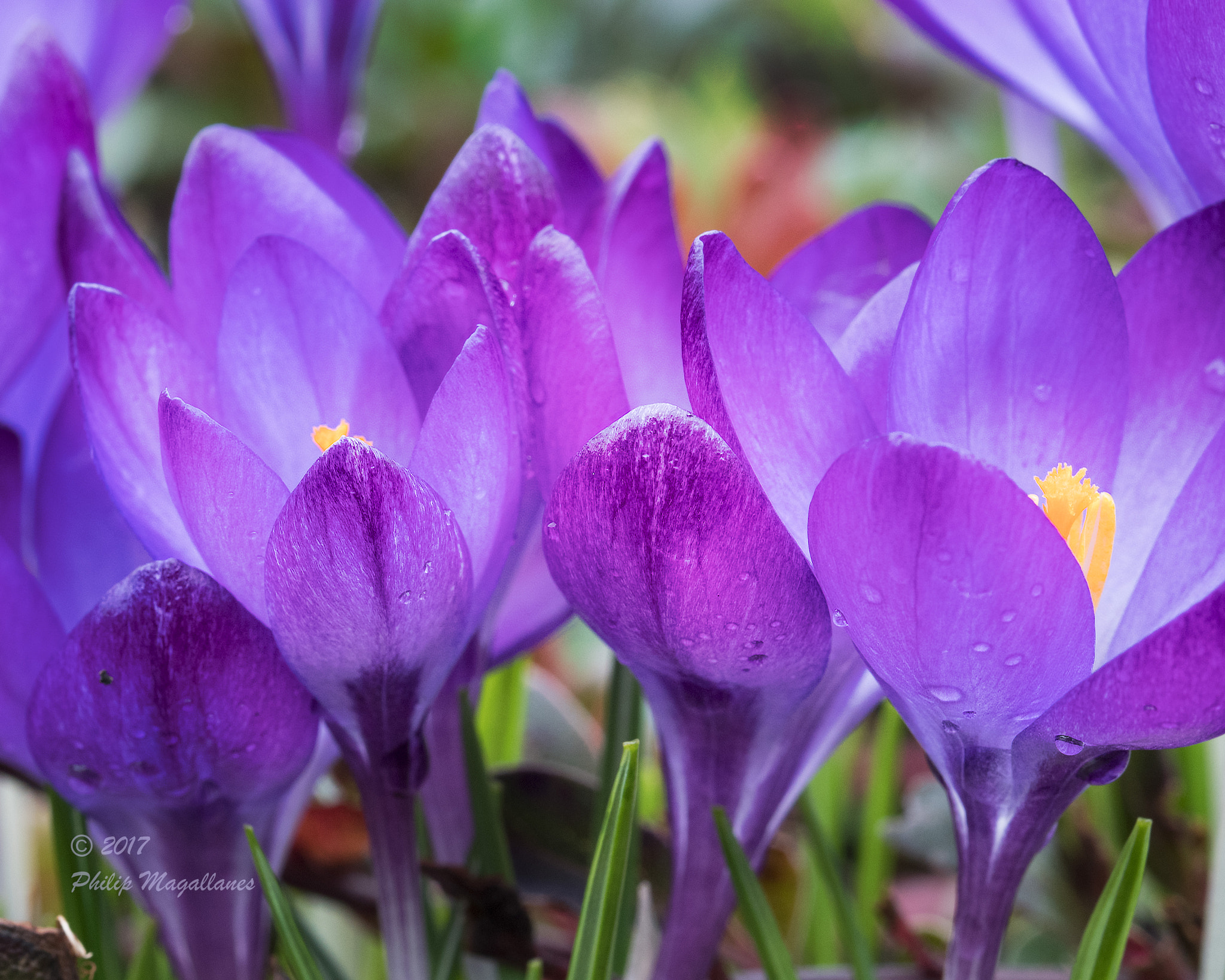 Nikon D500 sample photo. Crocus photography