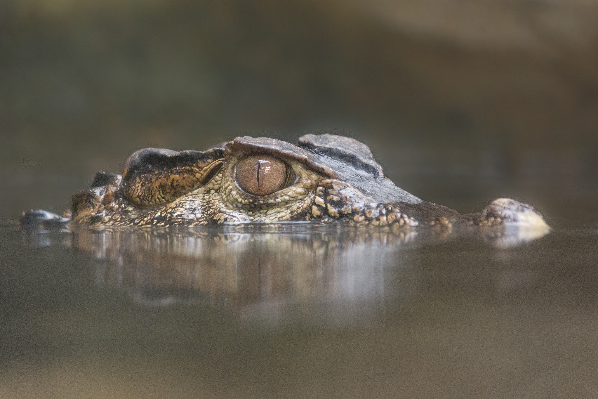 Canon EF-S 55-250mm F4-5.6 IS II sample photo. Alligator photography