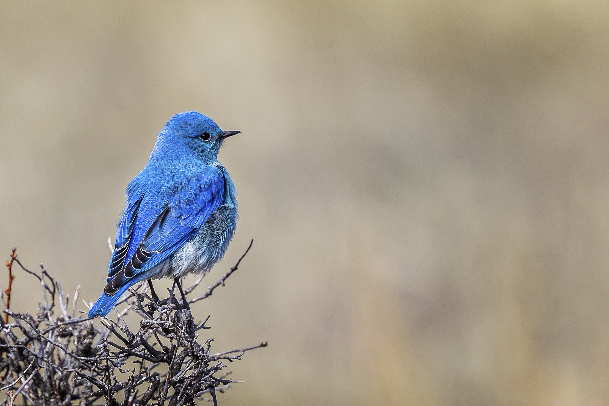 Canon EOS 5D Mark IV + Canon EF 400mm F4 DO IS II USM sample photo. A peaceful view photography