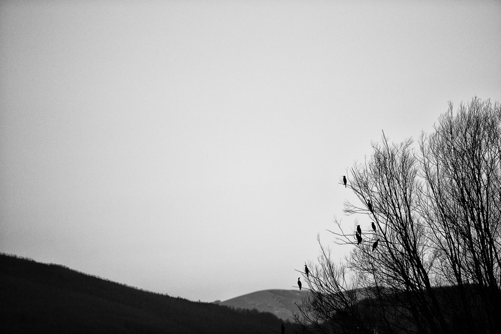 Canon EF 70-200mm F2.8L IS USM sample photo. Herons photography