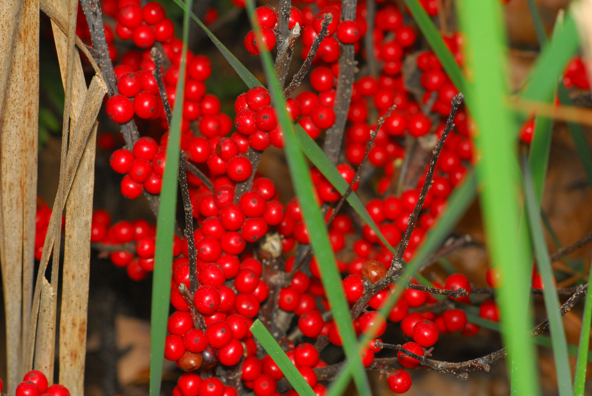 Nikon D200 + Manual Lens No CPU sample photo. Red berries photography