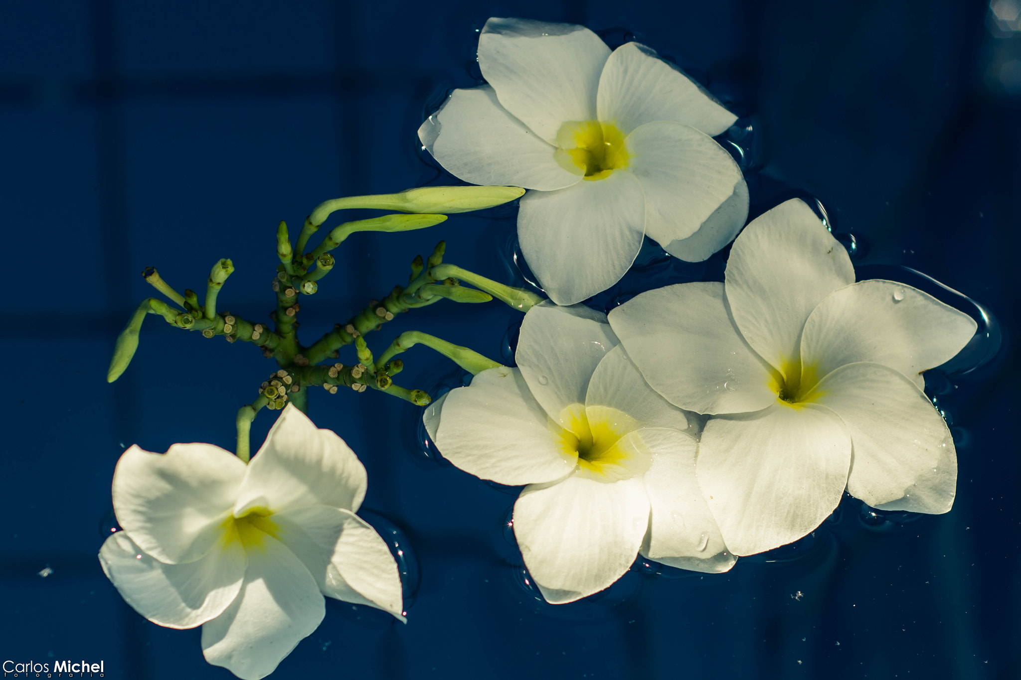 Nikon D5200 + Nikon AF Nikkor 50mm F1.8D sample photo. Sem título () photography