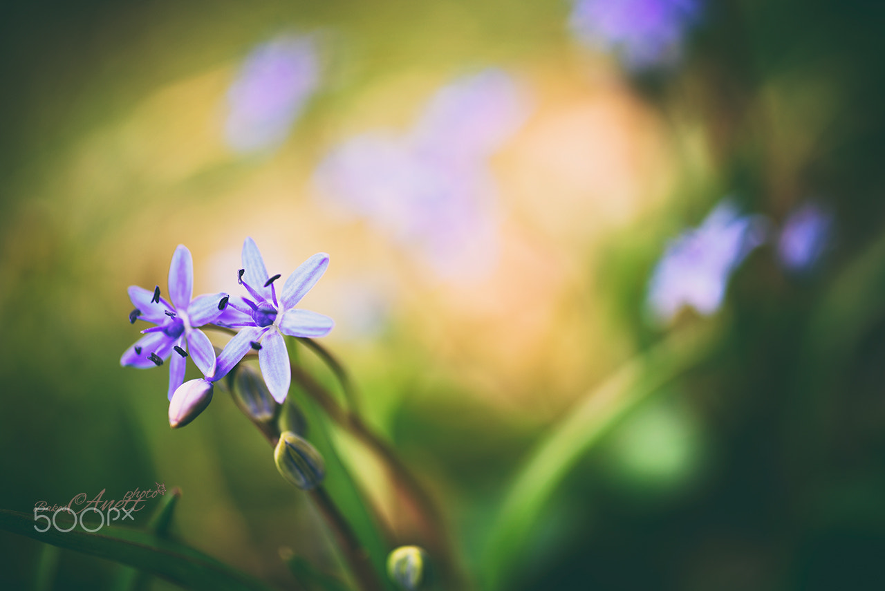 Nikon D750 + Sigma 50mm F2.8 EX DG Macro sample photo. Squill's dream photography