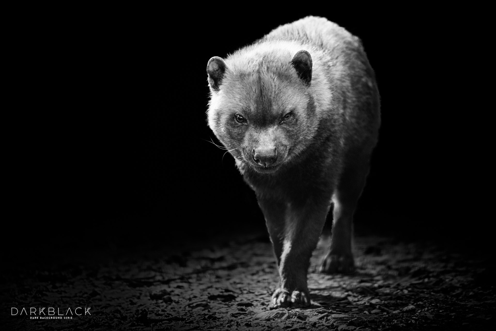 Nikon D800 sample photo. Bush dog photography