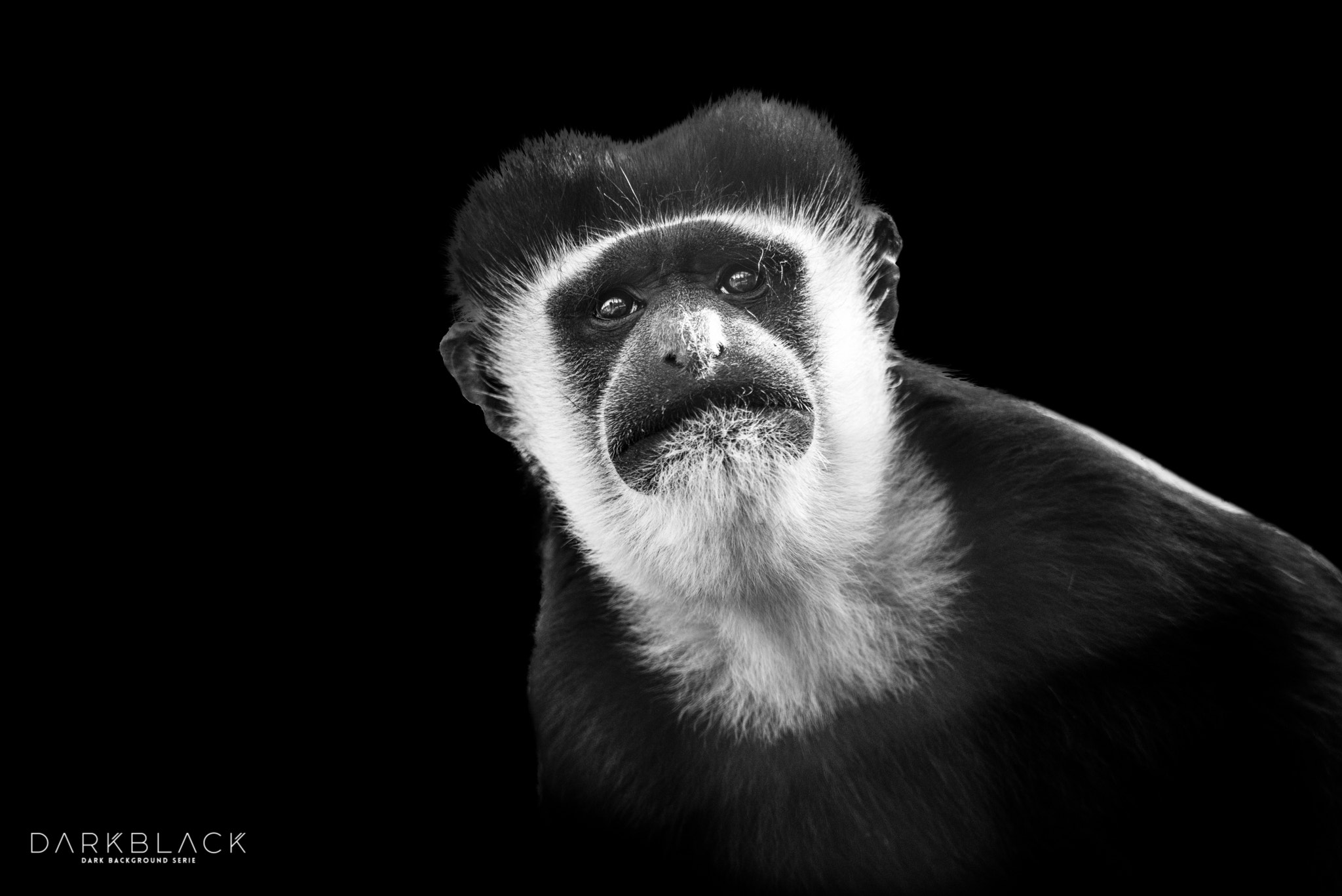 Nikon D800 sample photo. Colobe guereza photography