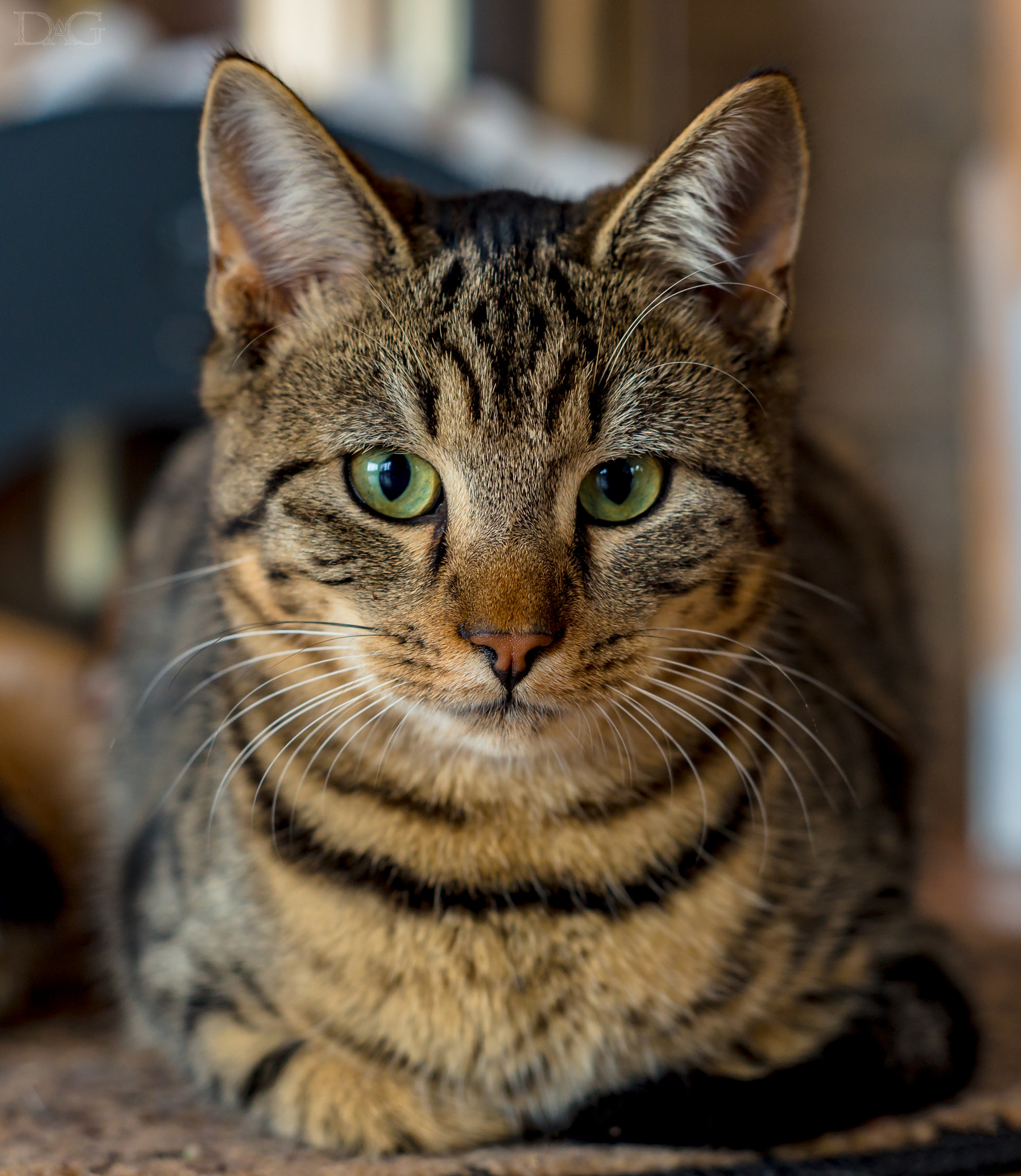 Sony a99 II sample photo. Katze - 17 photography