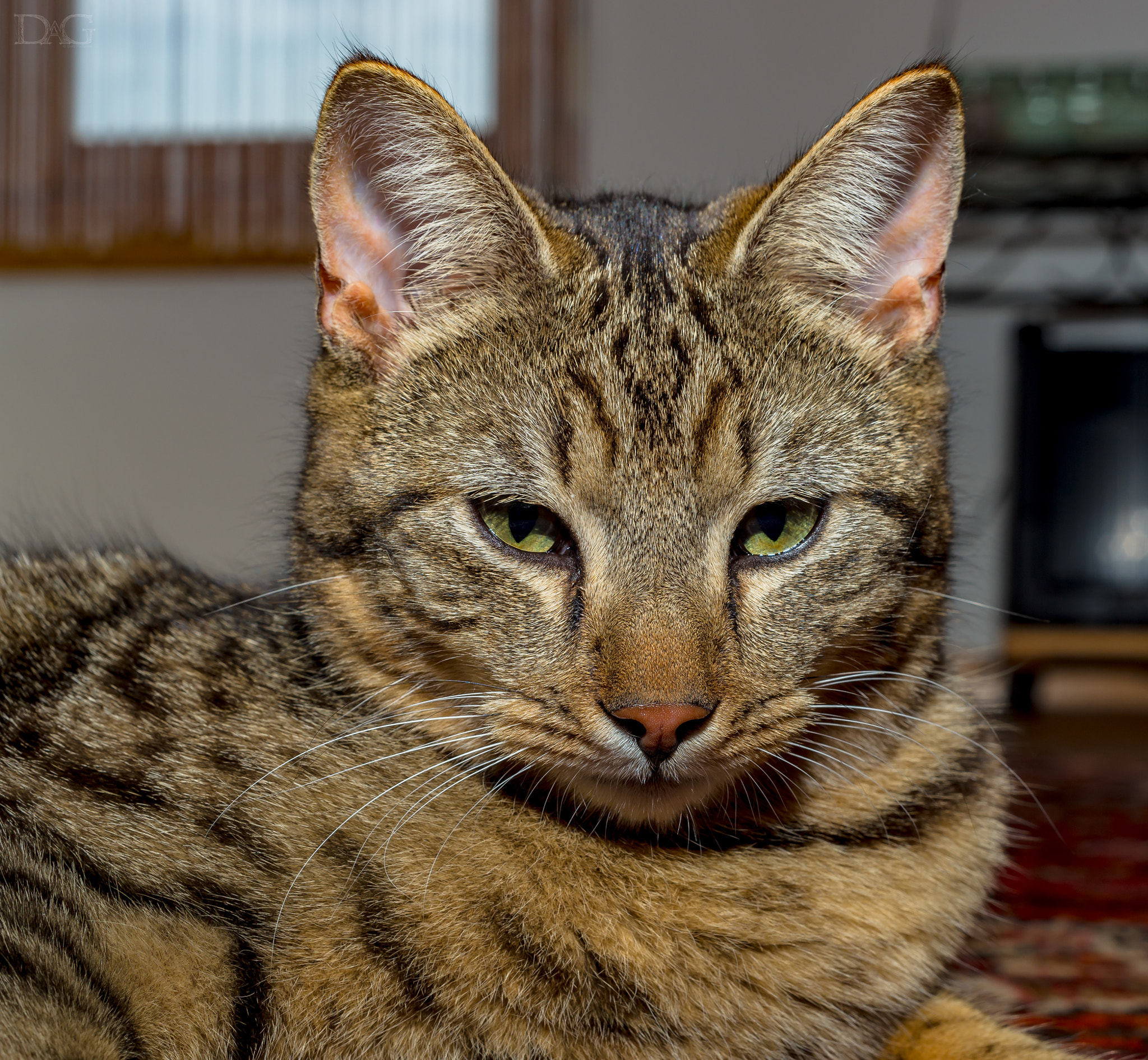 Sony a99 II sample photo. Katze - 18 photography