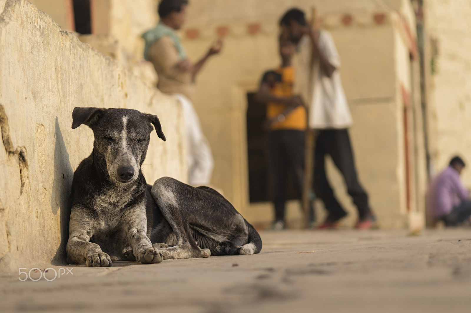 Sony Alpha a5000 (ILCE 5000) + E 60mm F2.8 sample photo. India dogs photography
