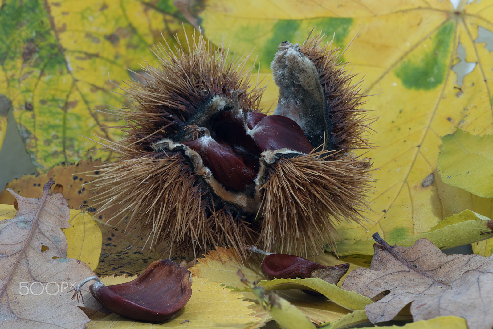 Sigma APO Macro 150mm f/2.8 EX DG HSM sample photo. Still life chestnut photography