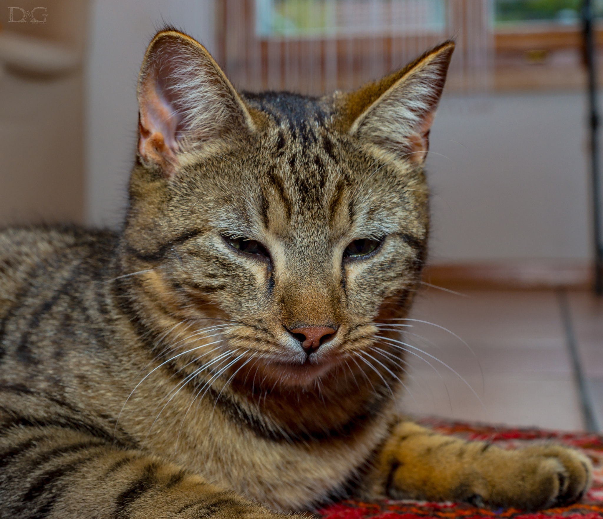 Sony a99 II sample photo. Katze - 19 photography