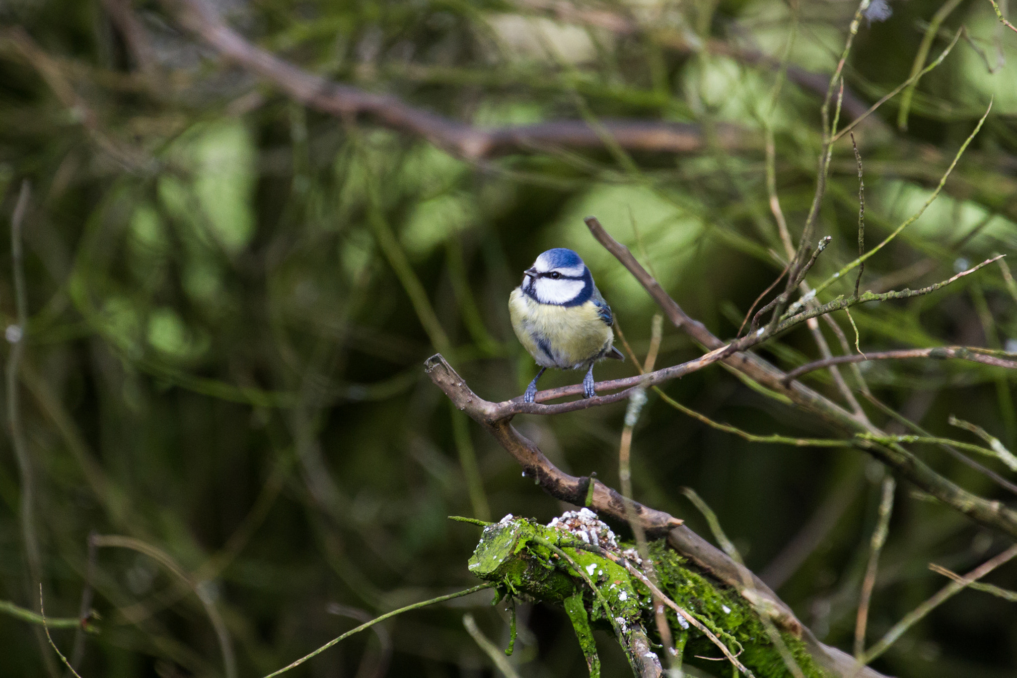 Canon EOS 7D + Canon EF 70-300mm F4-5.6L IS USM sample photo. Tunstead blue tit photography