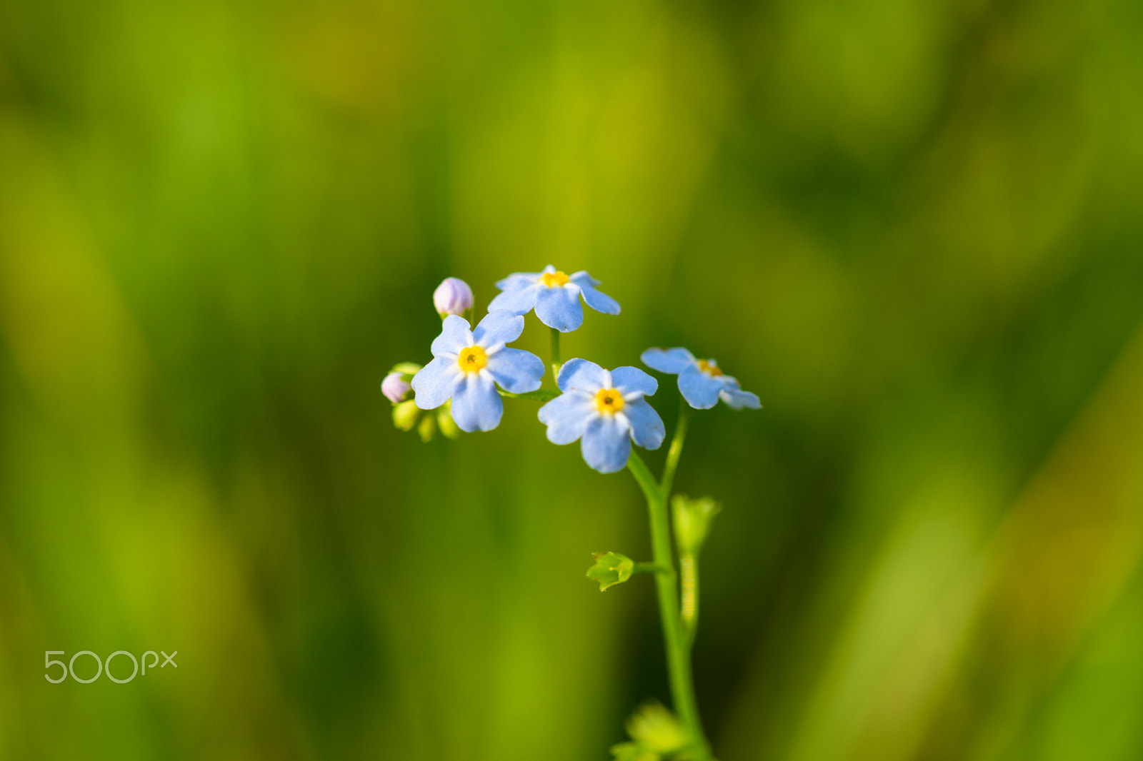 Sigma 105mm F2.8 EX DG OS HSM sample photo. Softly photography