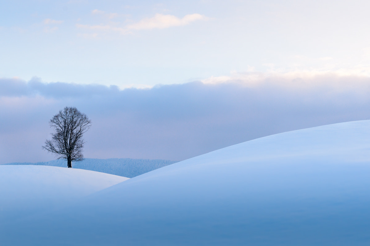 Nikon Df + ZEISS Planar T* 50mm F1.4 sample photo. Frozen zen photography