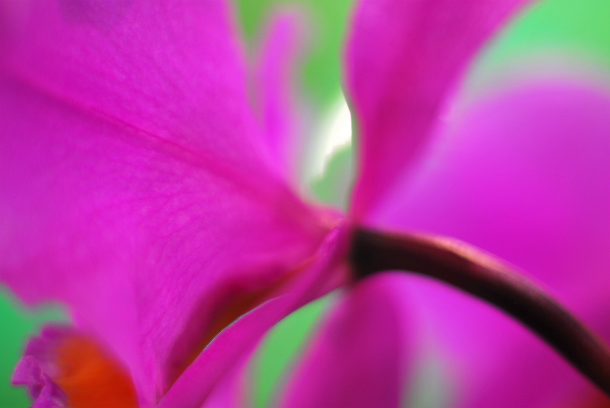 Nikon D200 + Manual Lens No CPU sample photo. Spring flower photography