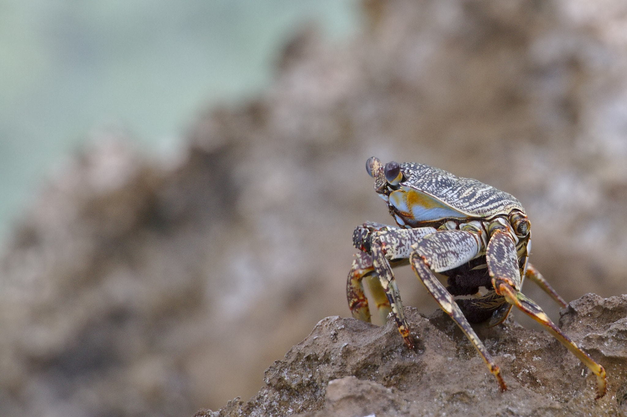 Canon EF 70-300mm F4-5.6L IS USM sample photo. Sally lightfoot crab photography