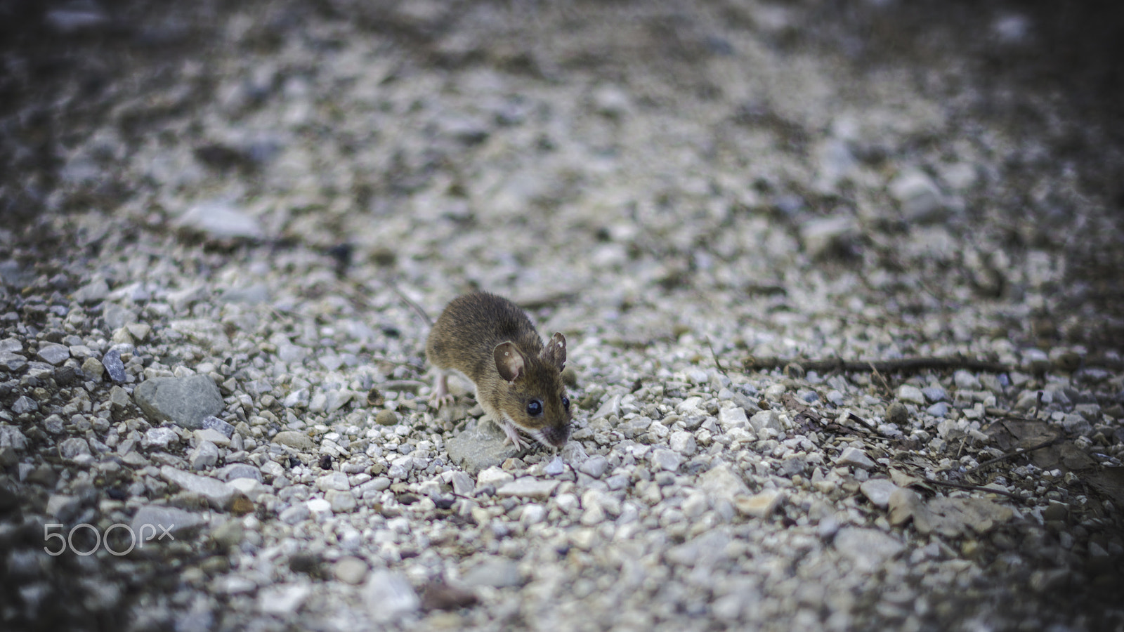 Nikon D7200 + Nikon AF-S Nikkor 50mm F1.4G sample photo. Mickey mouse photography