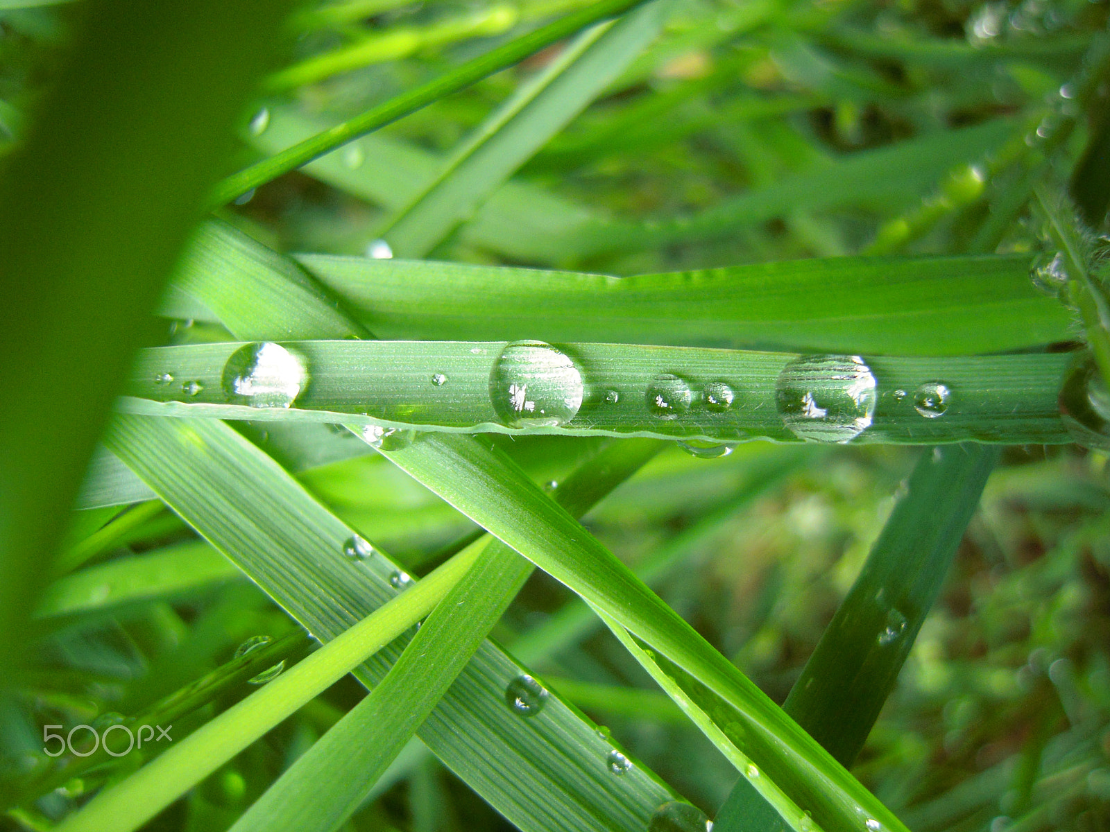 Nikon Coolpix S620 sample photo. Beauty of the dew photography