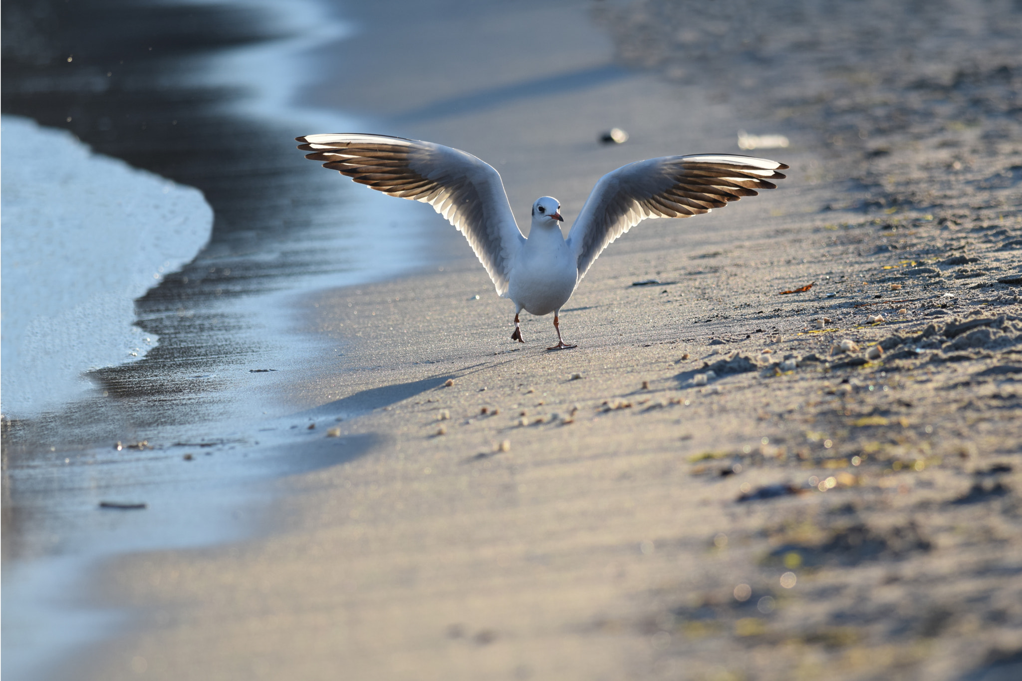 Nikon D5300 + Nikon AF-S Nikkor 300mm F4D ED-IF sample photo. Black-headed gull. photography