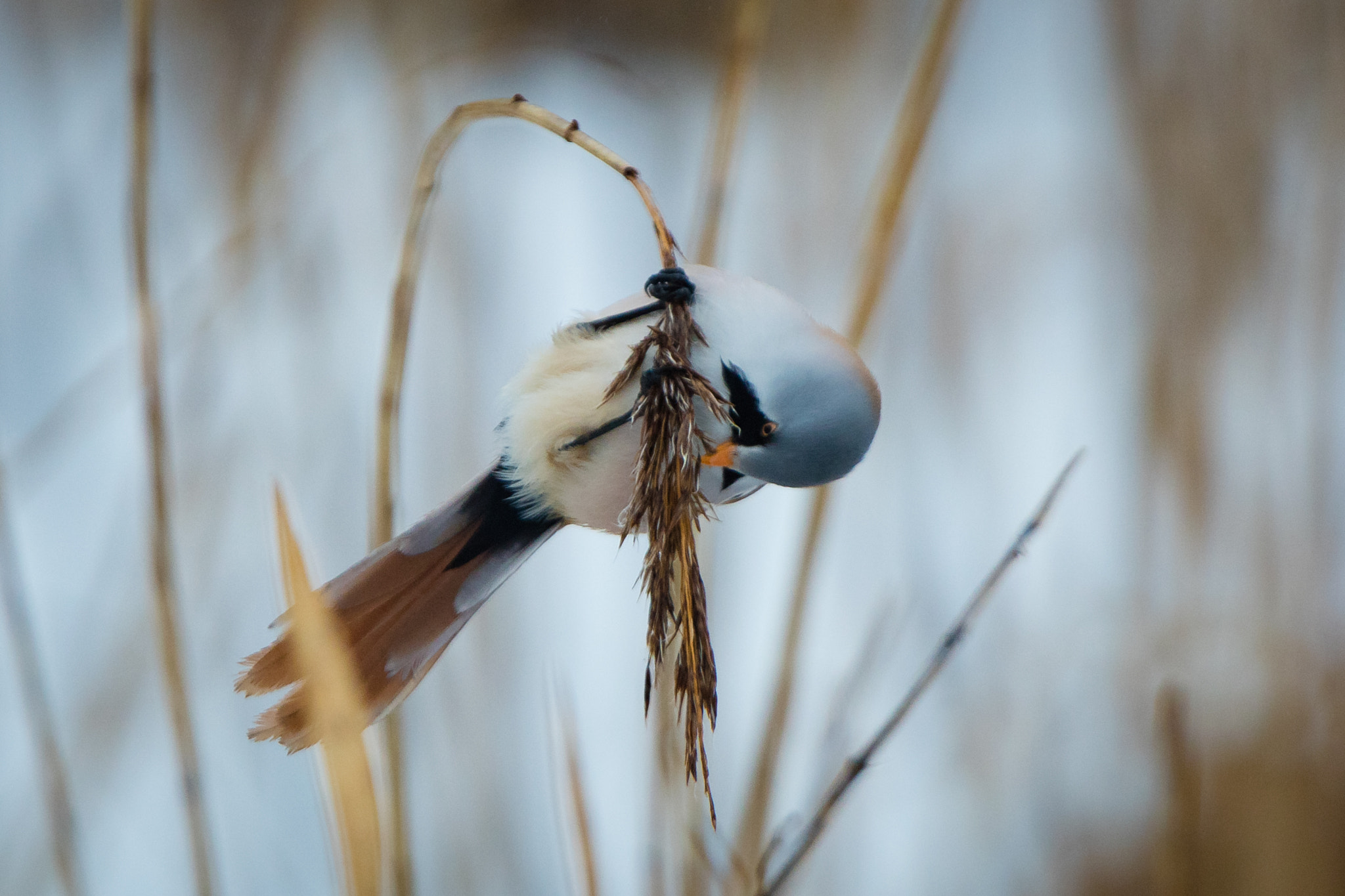Canon EF 300mm F2.8L IS USM sample photo. Skægmejse photography