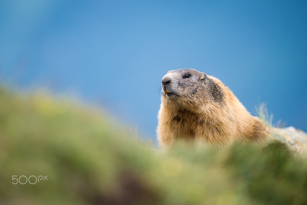 Nikon D800E + Nikon AF-S Nikkor 300mm F2.8G ED-IF VR sample photo. Marmot photography