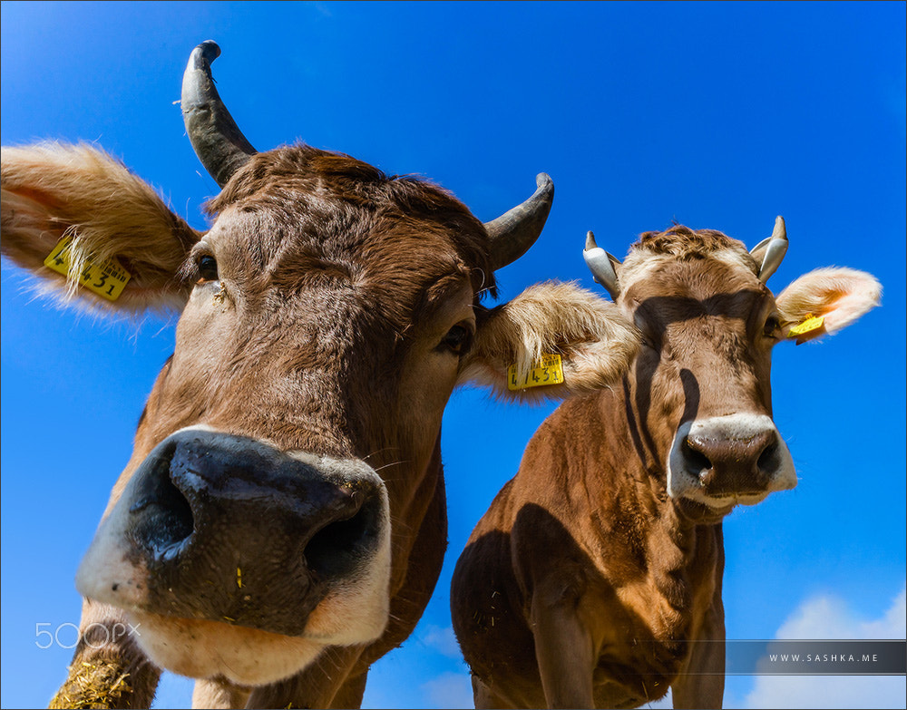 Sony 20mm F2.8 sample photo. Beautiful alpine brown cows on the farm photography